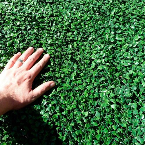 Muro Inglês com Folhagem Artificial Decorativa Jardim Vertical Placa com 60 x 40 cm - Modelo: Planta