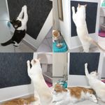 Arranhador-de-gato-parede-sofa-moveis-montagem-3