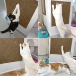 Arranhador-de-gato-parede-sofa-moveis-montagem-3