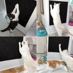 Arranhador-de-gato-parede-sofa-moveis-montagem-3